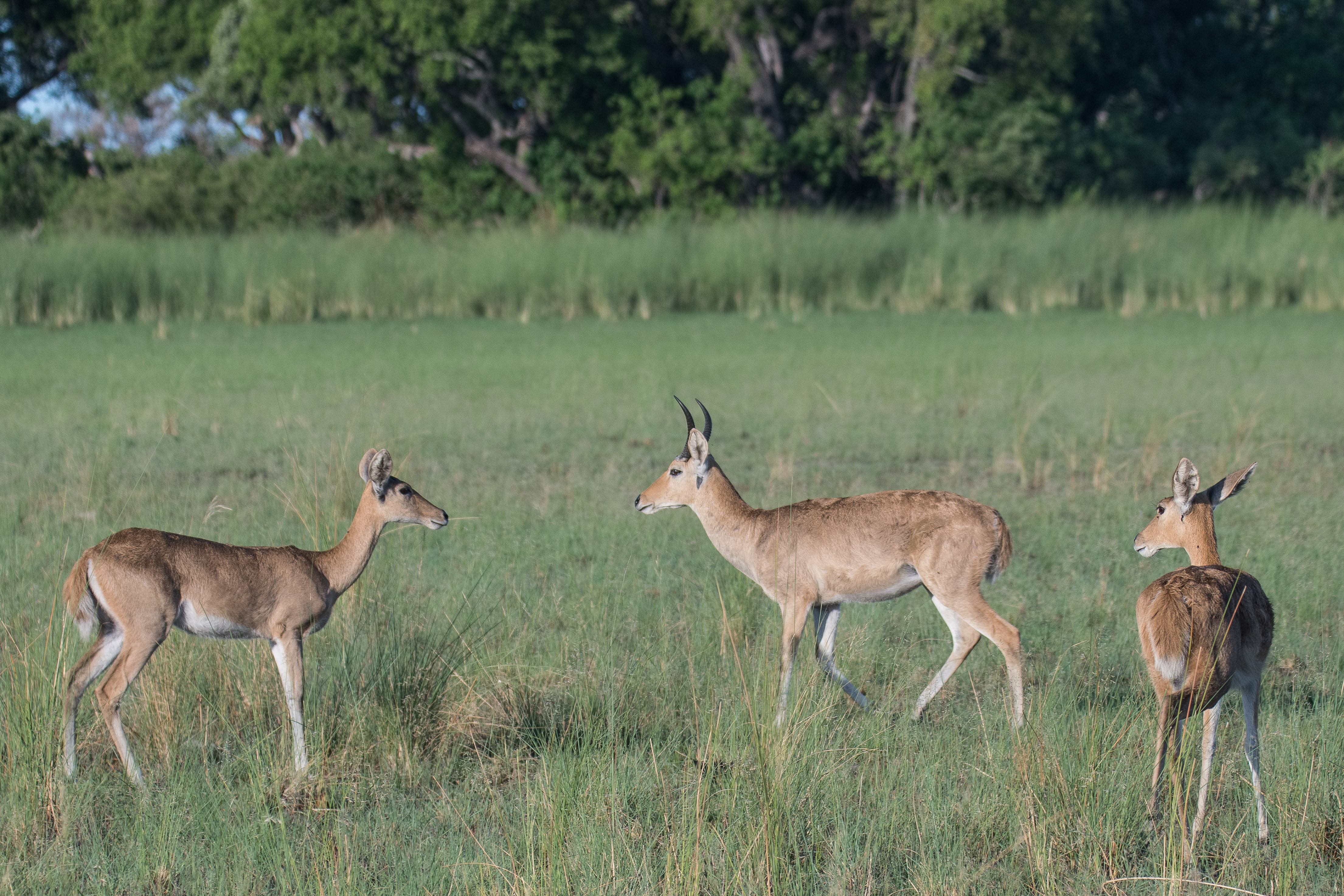 Grands cobes des roseaux ou Reduncas (Southern or common reedbuck, Redunca arundinum), mâle et femelle adultes et leur juvénile d'environ 1 an, Shinde, Delta de l'Okavango, Botswana.